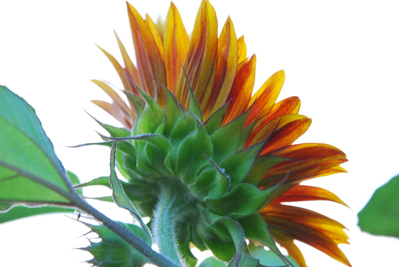 Sunflower from the back