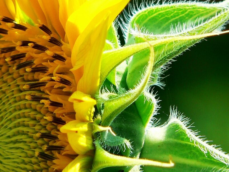 Sunflower Head Close-up