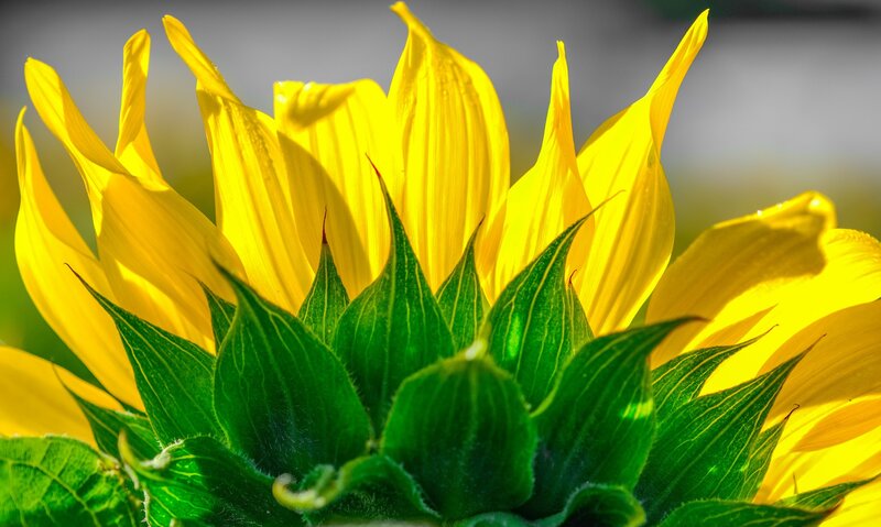 Sunflower Head Close-up — Yellow, Bright, Afternoon