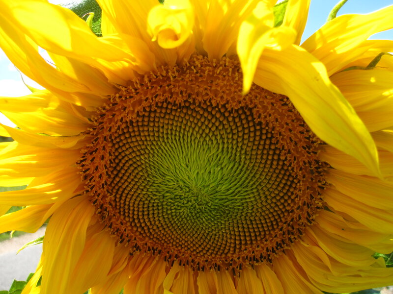 Sunflower Head Close-up — Yellow, Bright