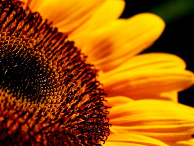 Sunflower Head Close-up — Yellow, Dramatic