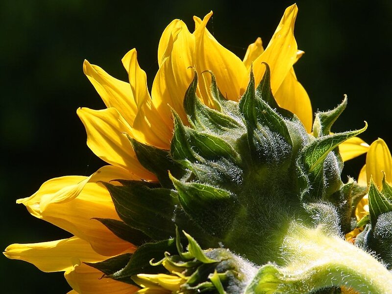 Sunflower Head Close-up — Yellow, Natural