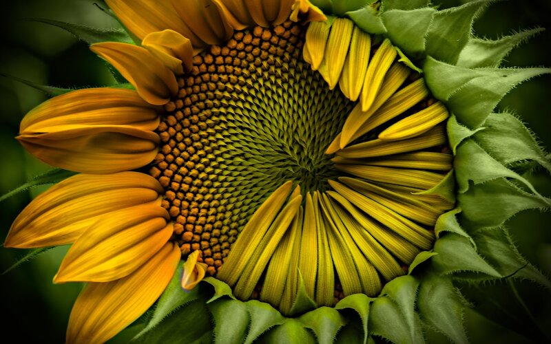 Sunflower Head Close-up — Yellow