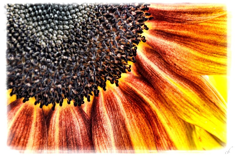 Sunflower Head — Yellow, Natural