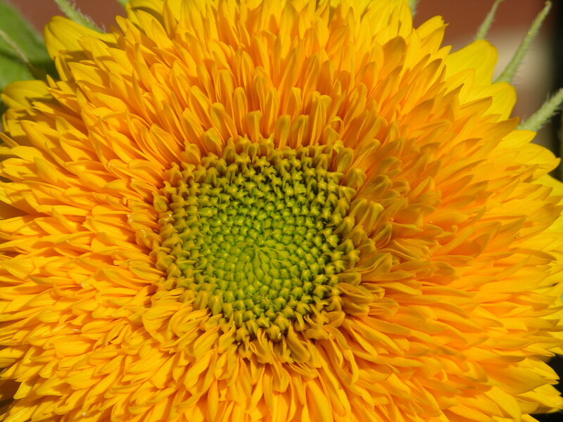 Sunflower Head — Yellow