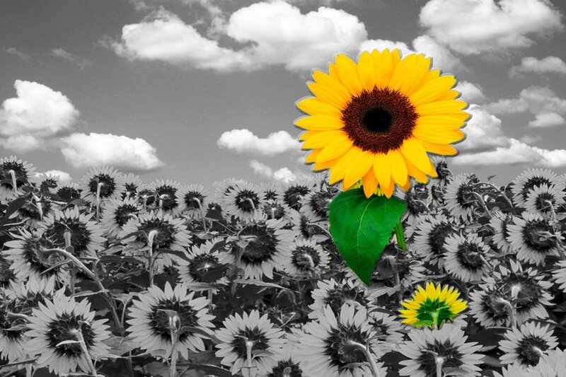 Sunflower in a black and white field