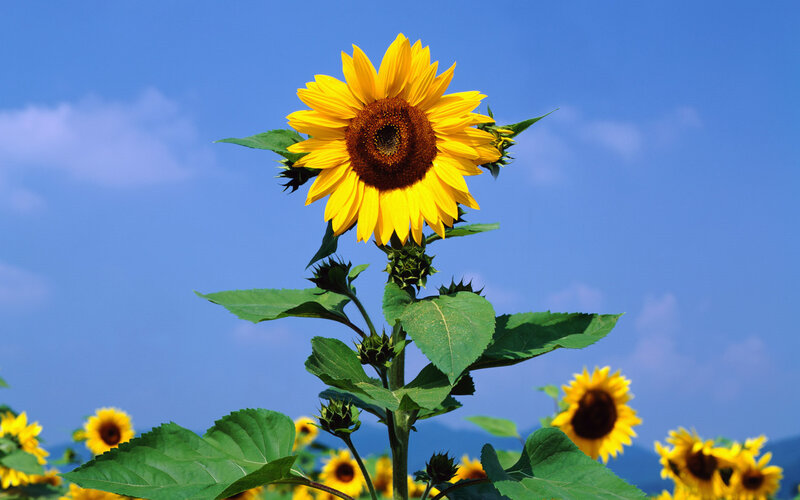 Sunflower in a blue sky