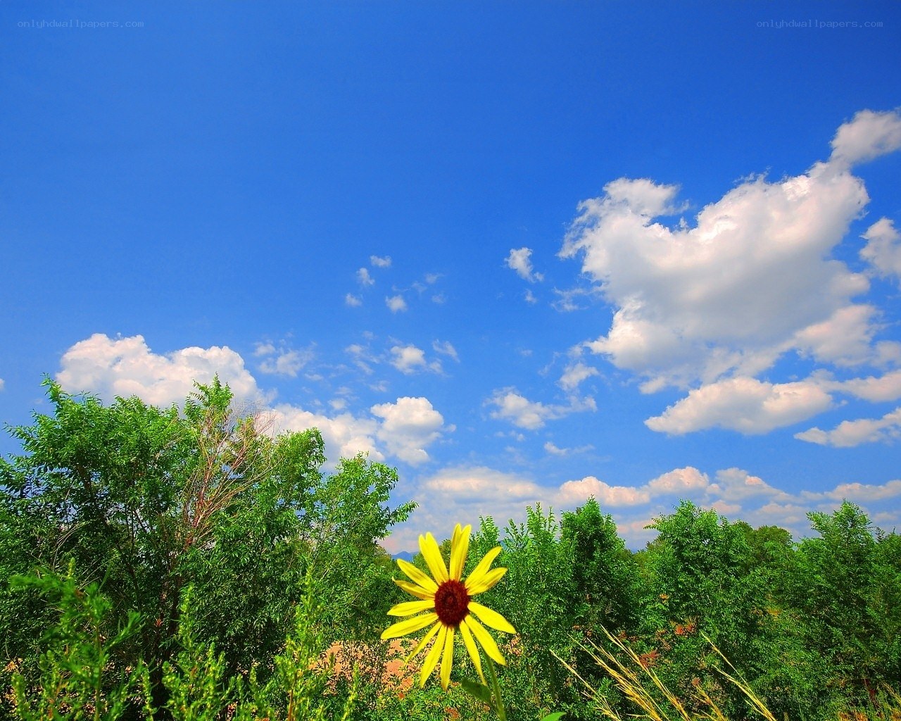 Sunflower in a blue sky
