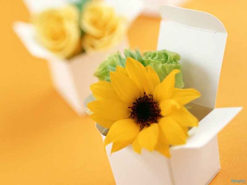Sunflower in a Box — Yellow, Calm, Photograph