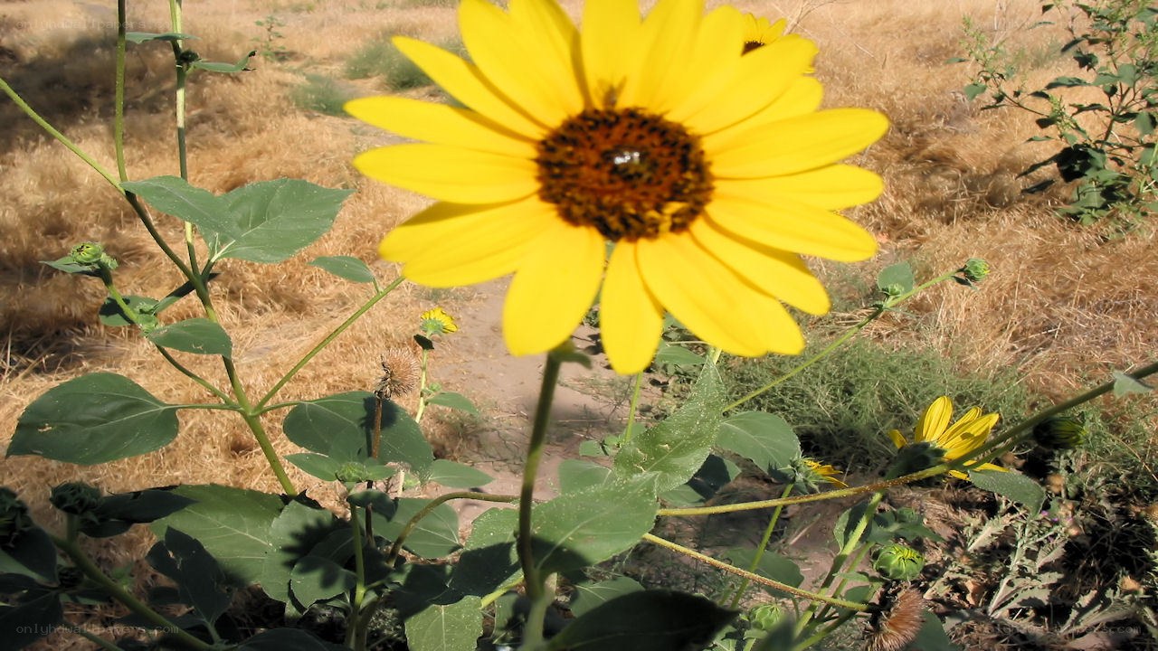 Sunflower in a dry field