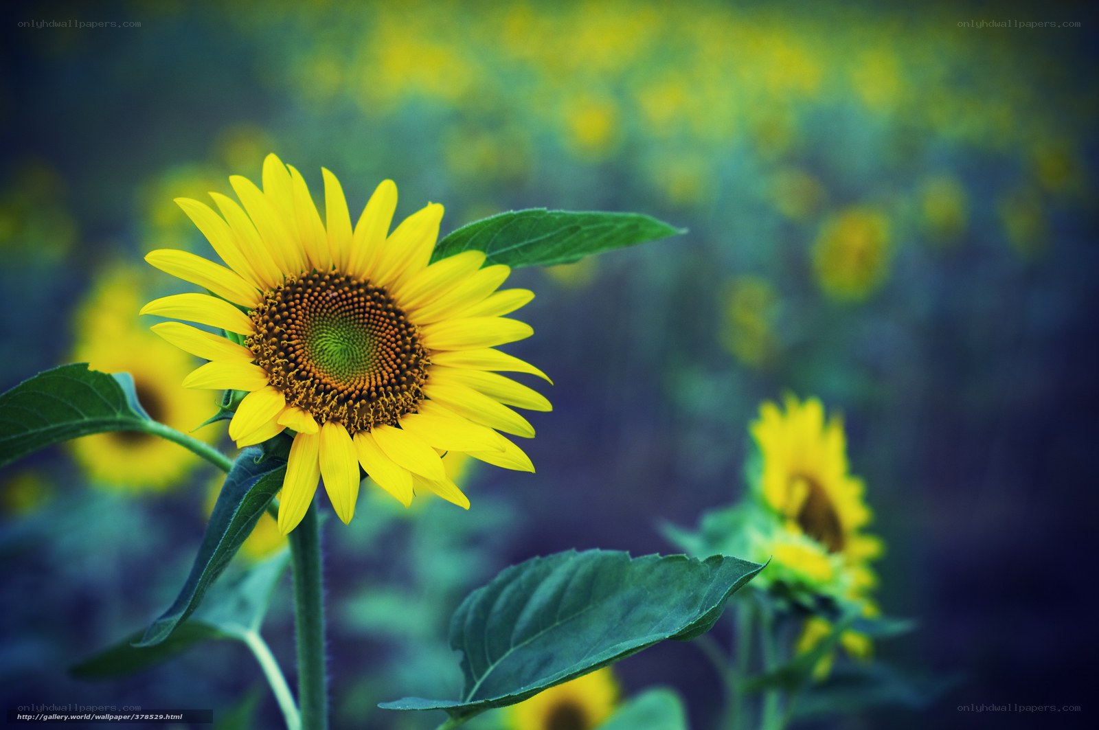 Sunflower in a field
