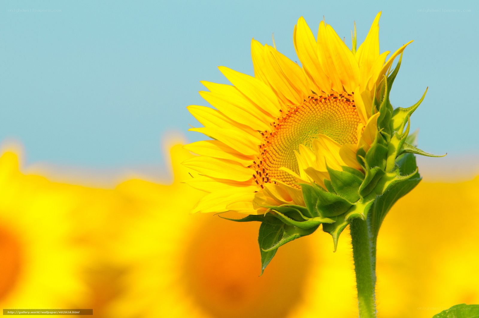 Sunflower in a field
