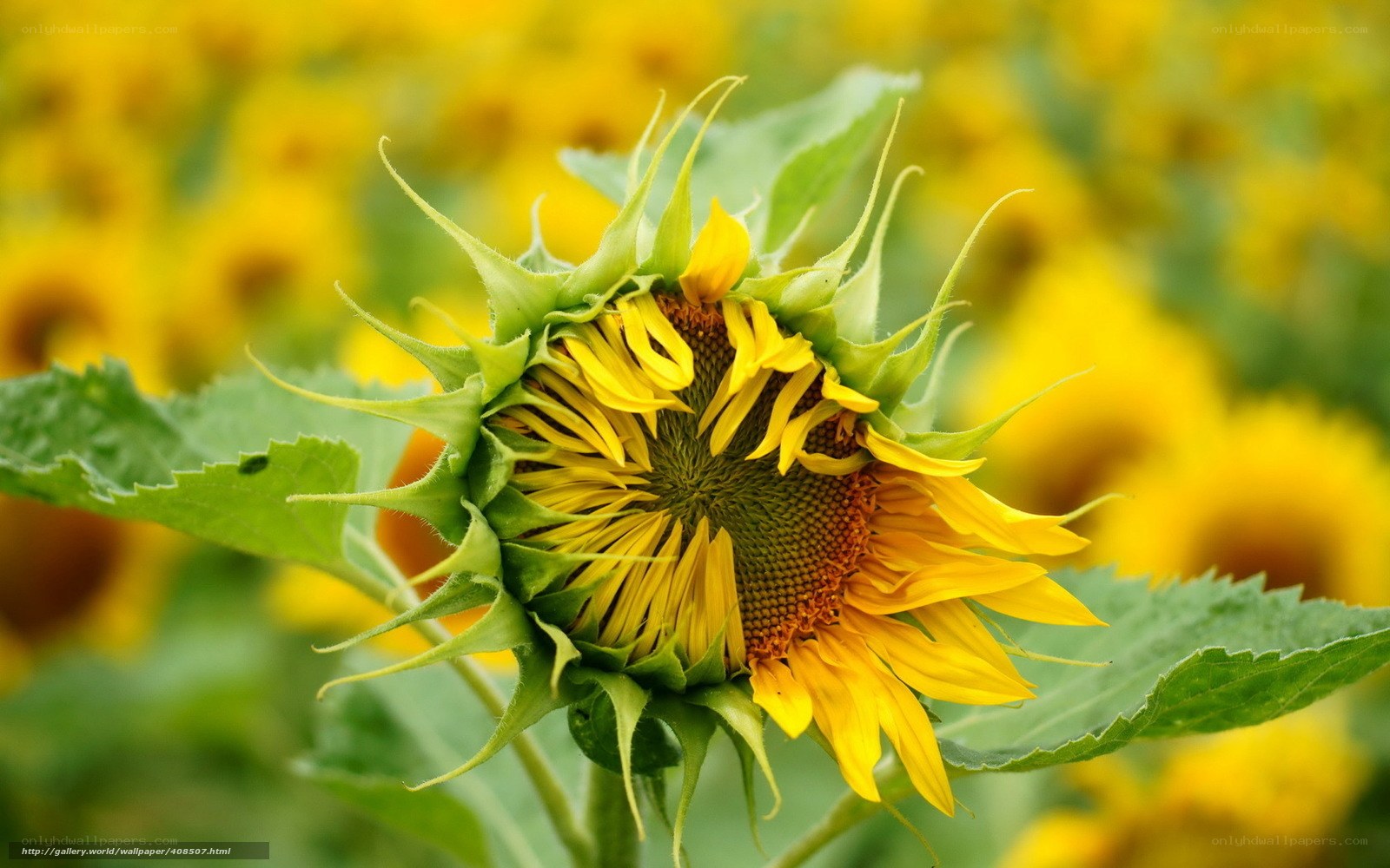 Sunflower in a field