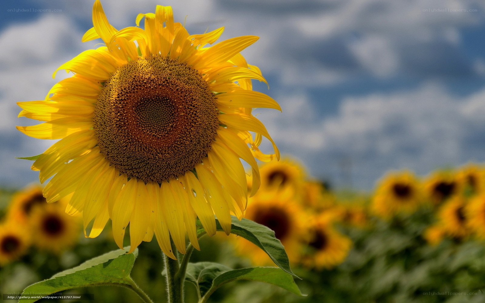 Sunflower in a field