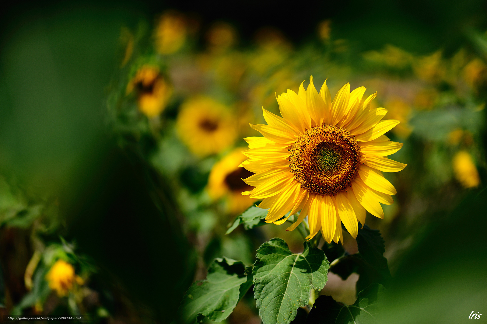 Sunflower in a field