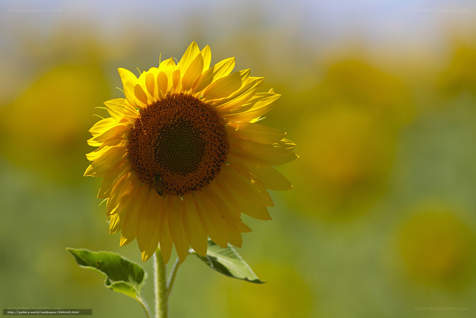 Sunflower in a field
