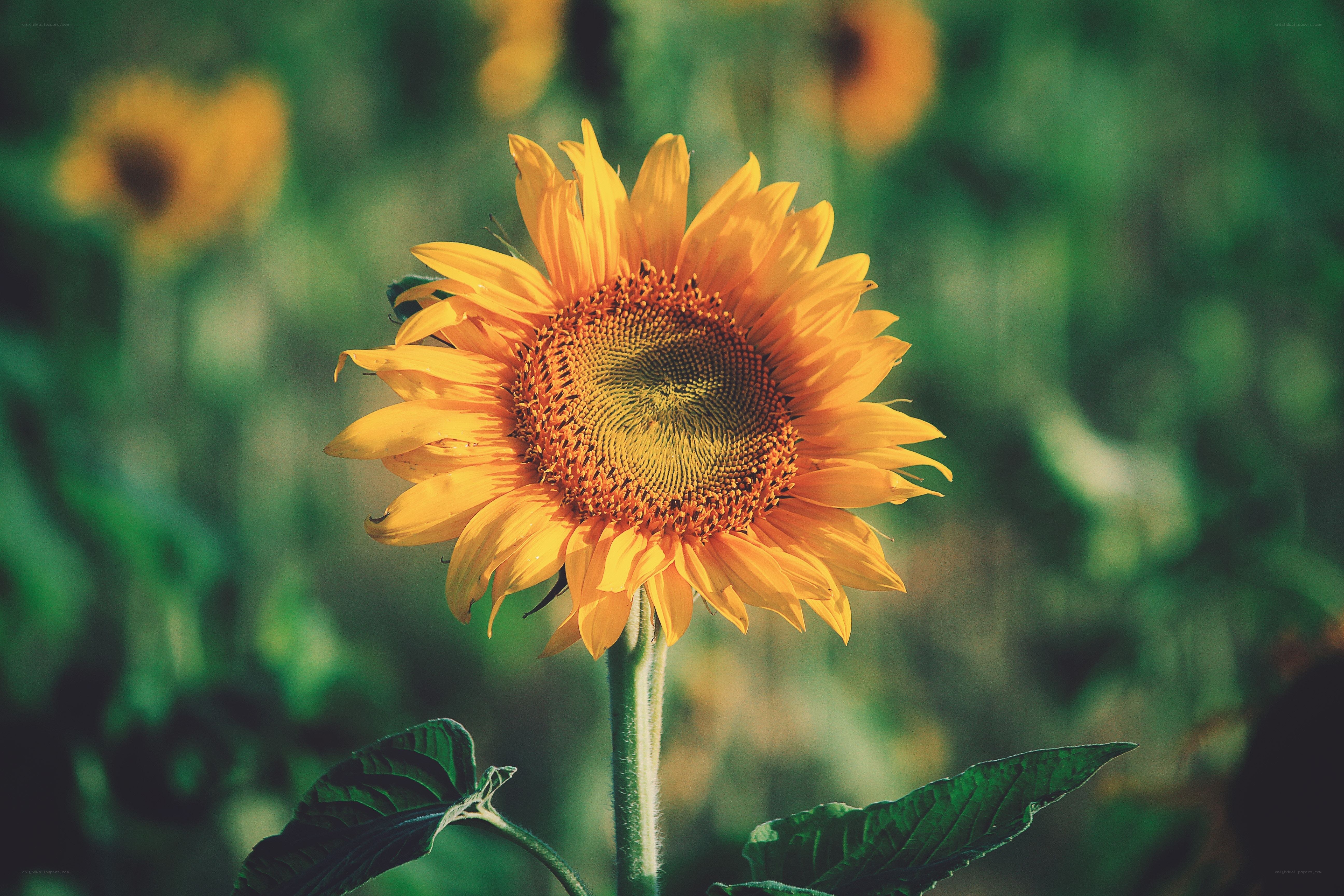 Sunflower in a field