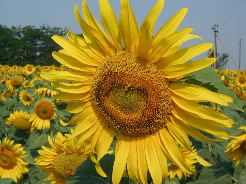 Sunflower in a field