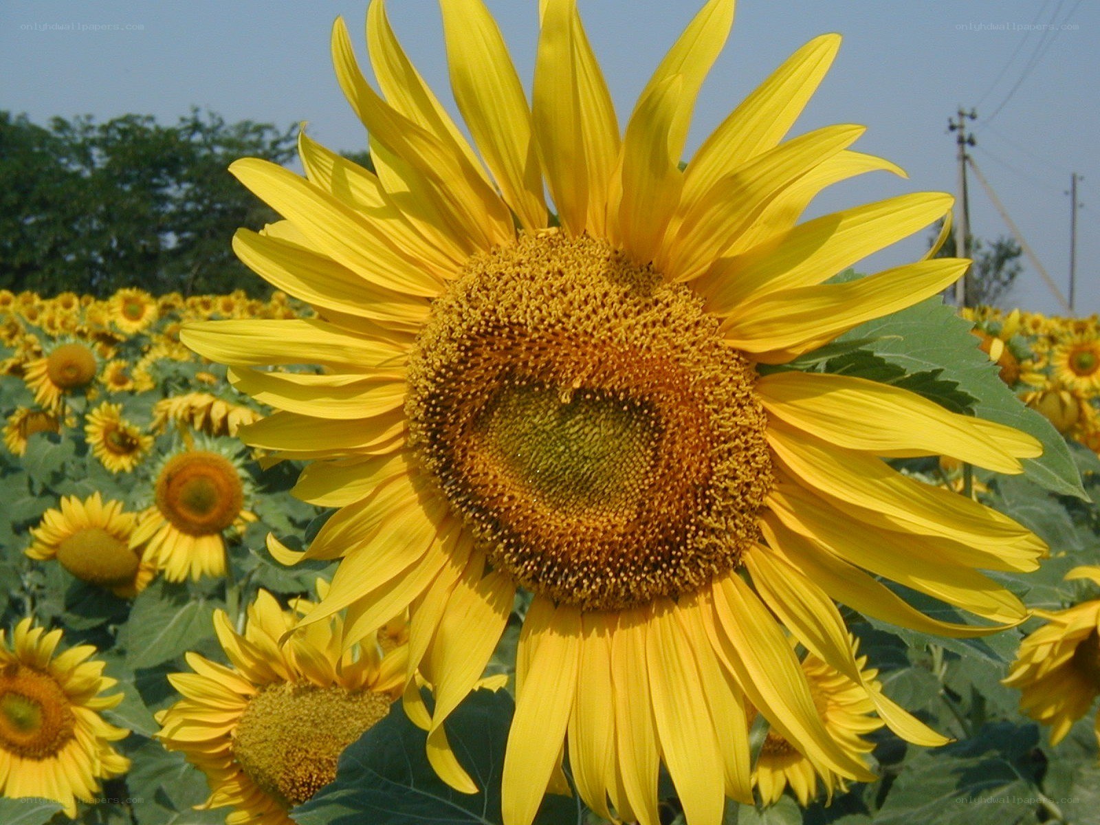 Sunflower in a field