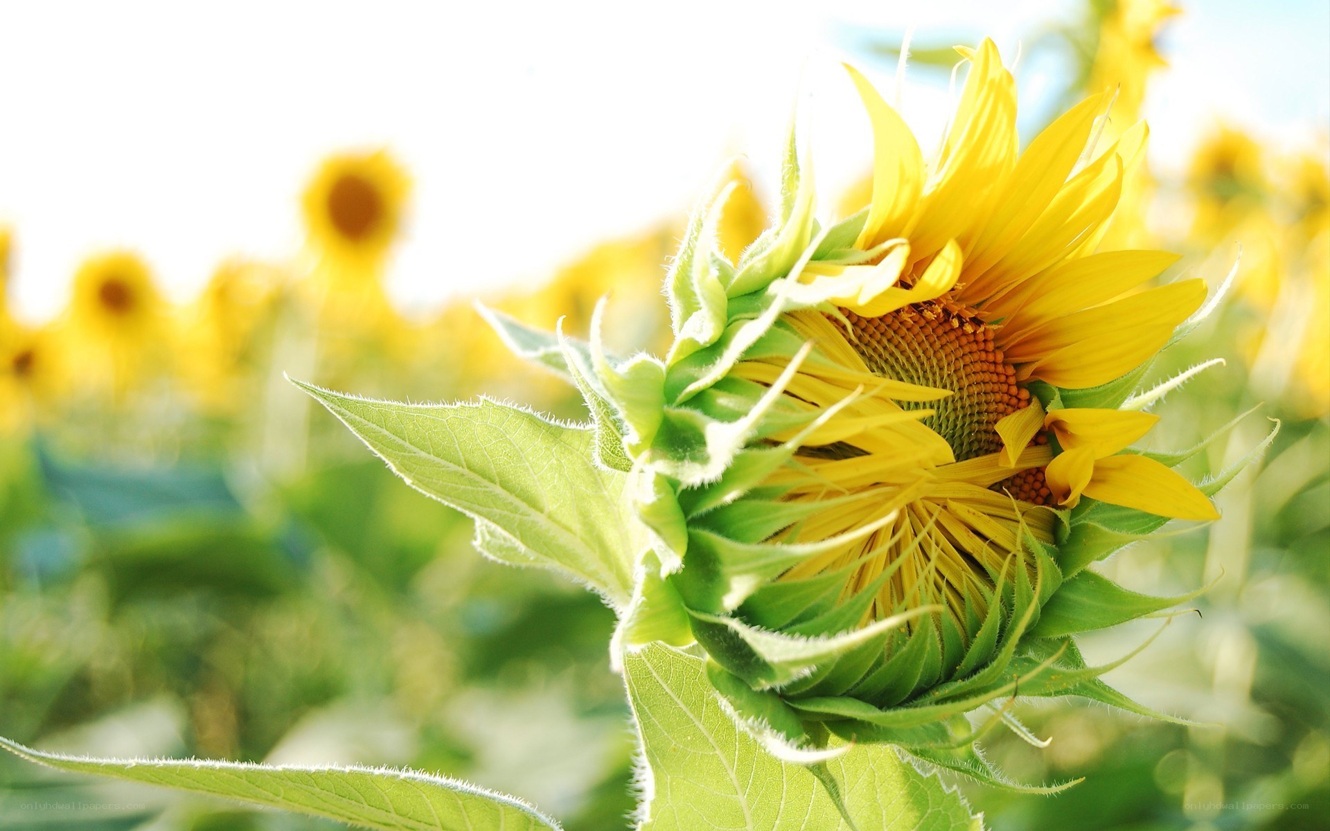 Sunflower in a field