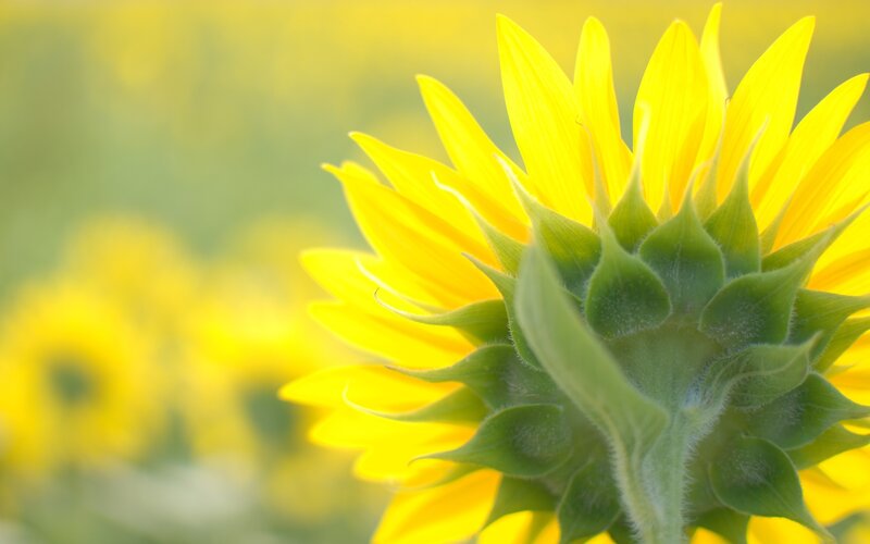 Sunflower in a field