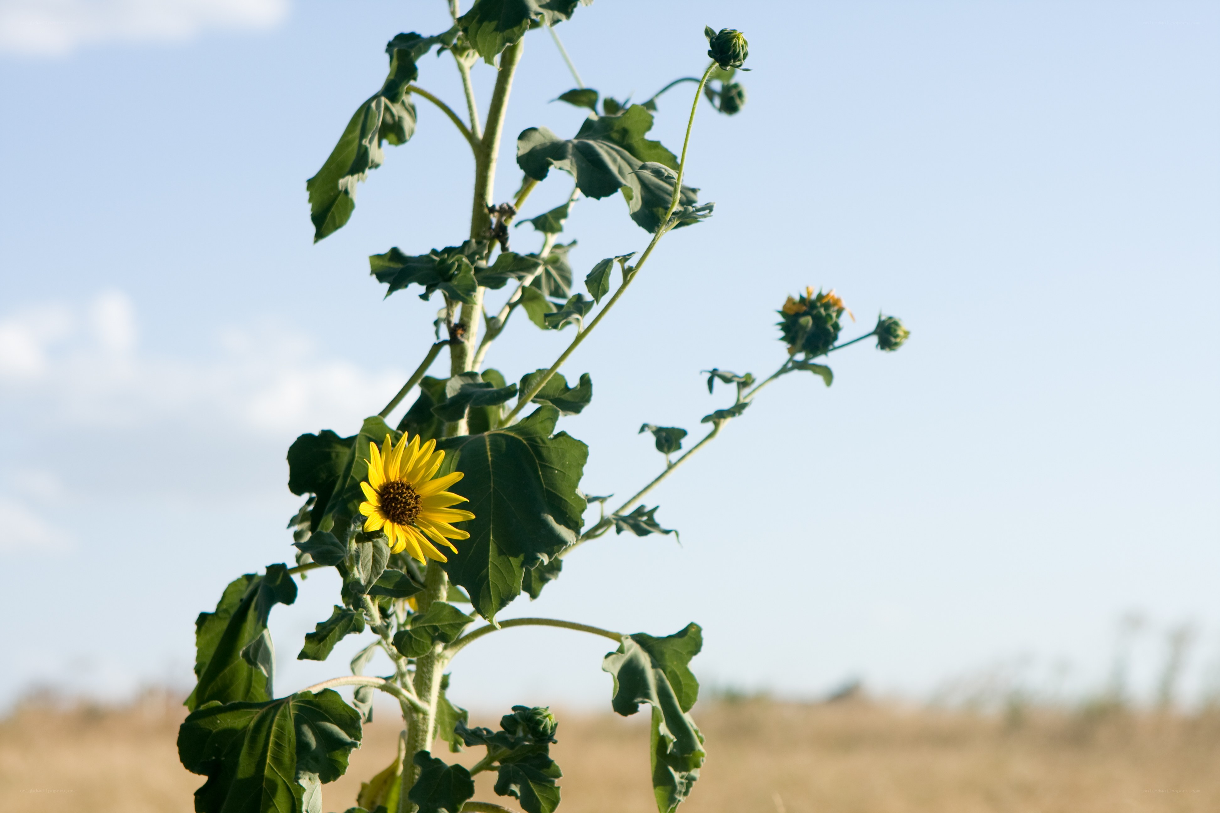Sunflower in a field