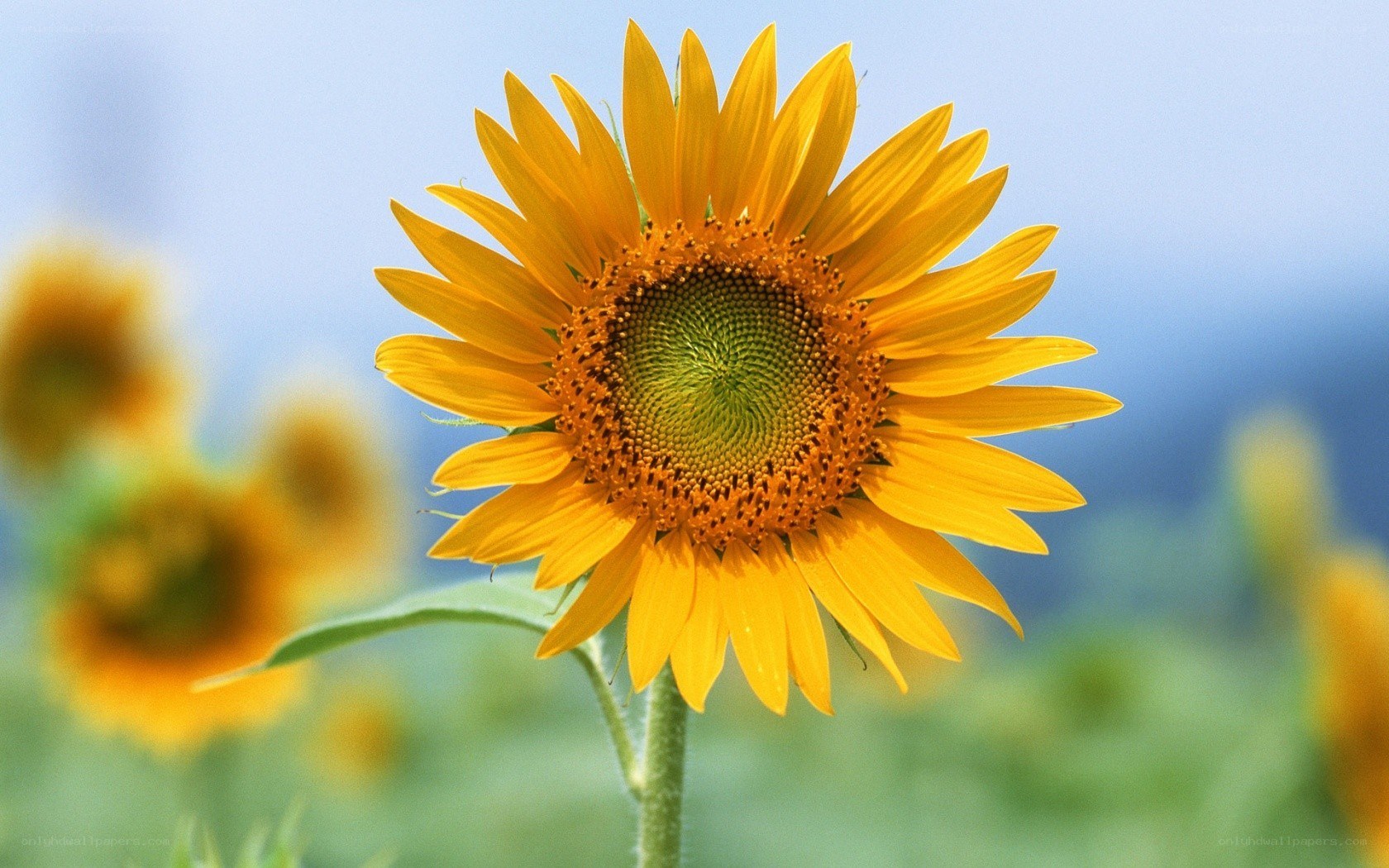Sunflower in a field