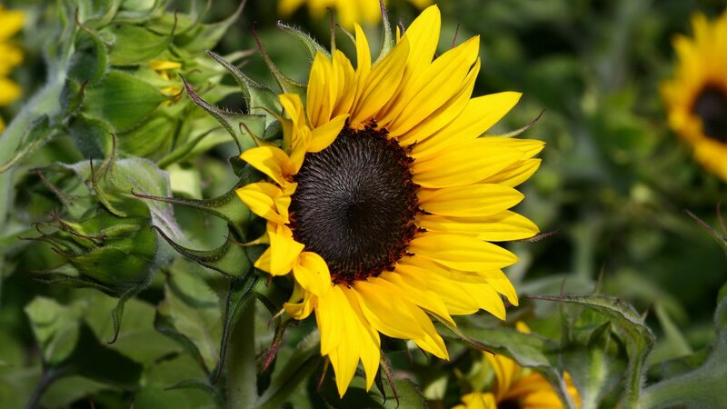 Sunflower in a field