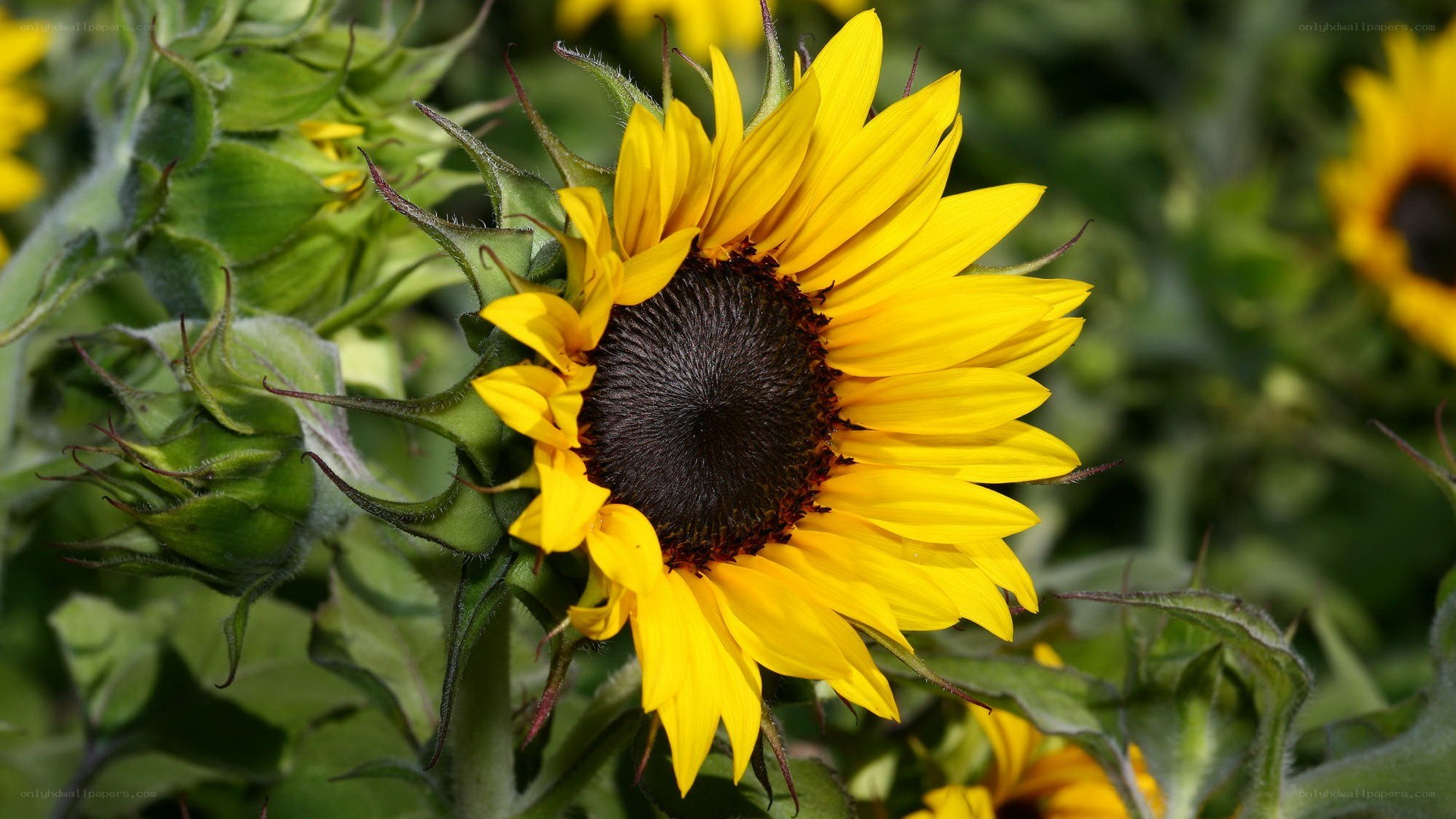 Sunflower in a field