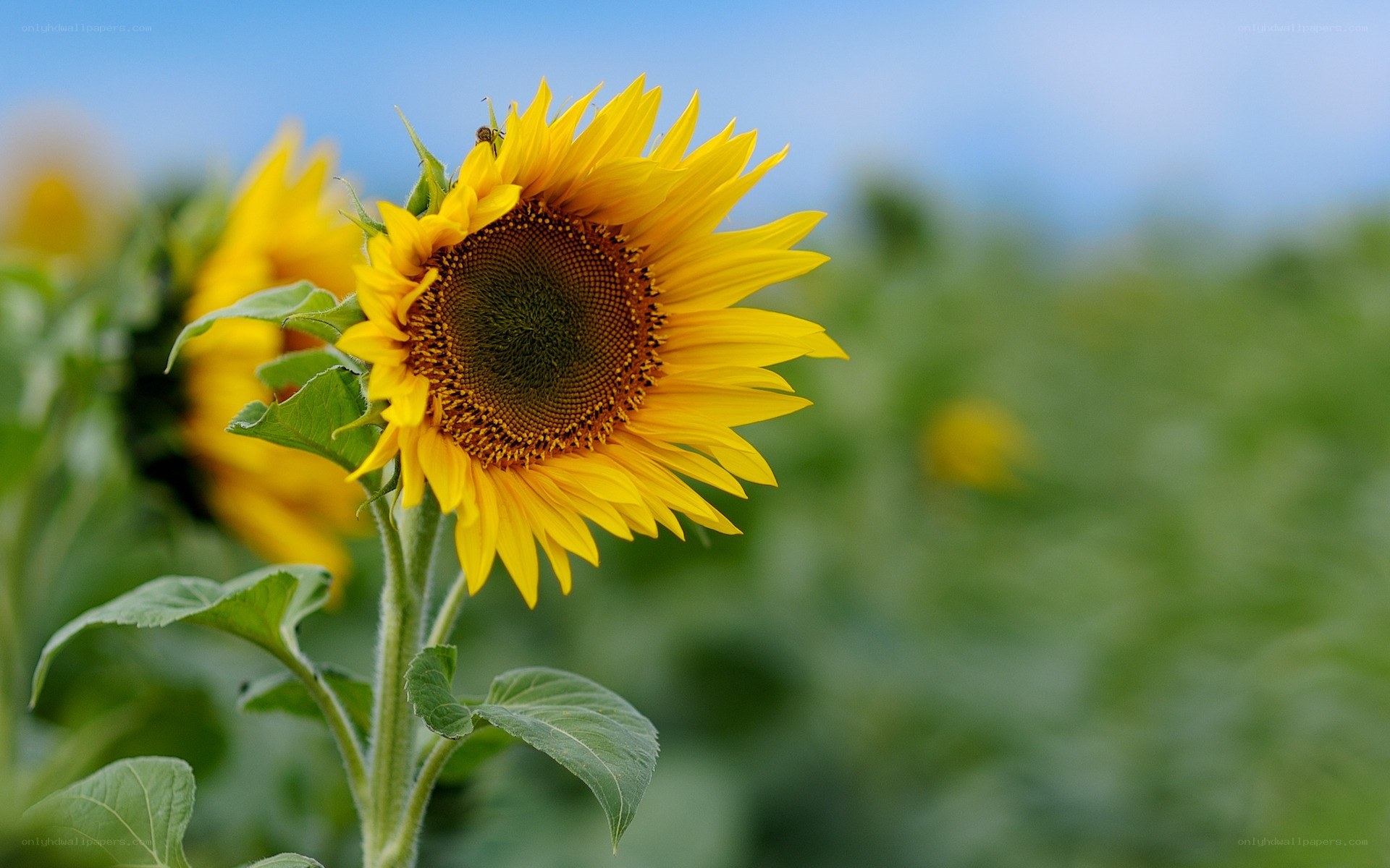 Sunflower in a field