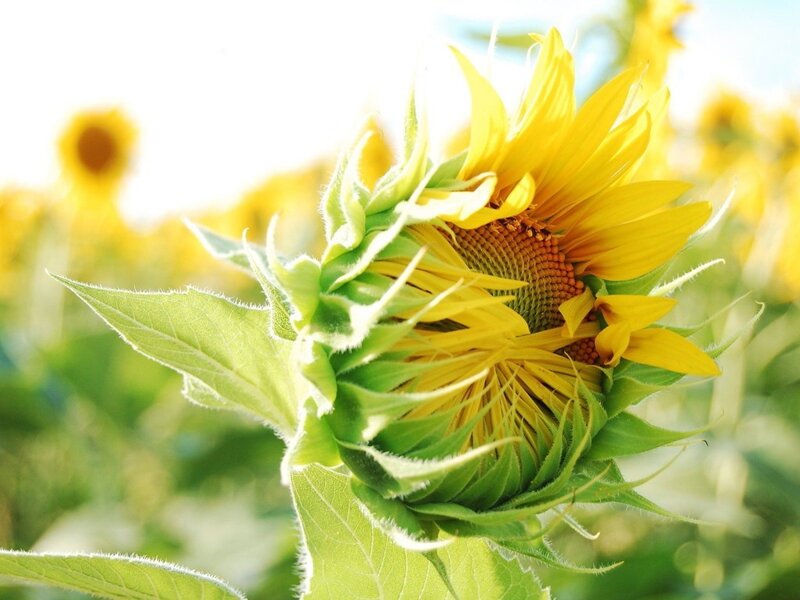 Sunflower in a field
