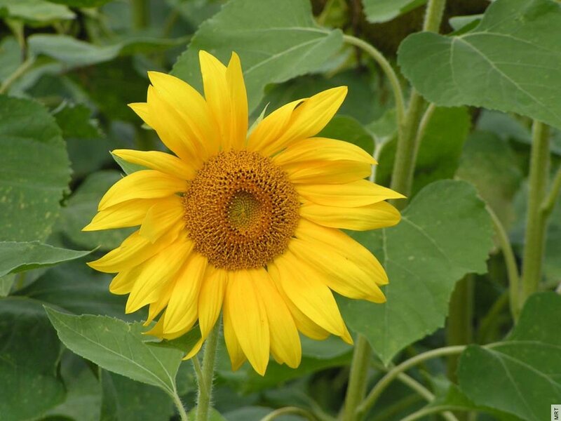 Sunflower in a field
