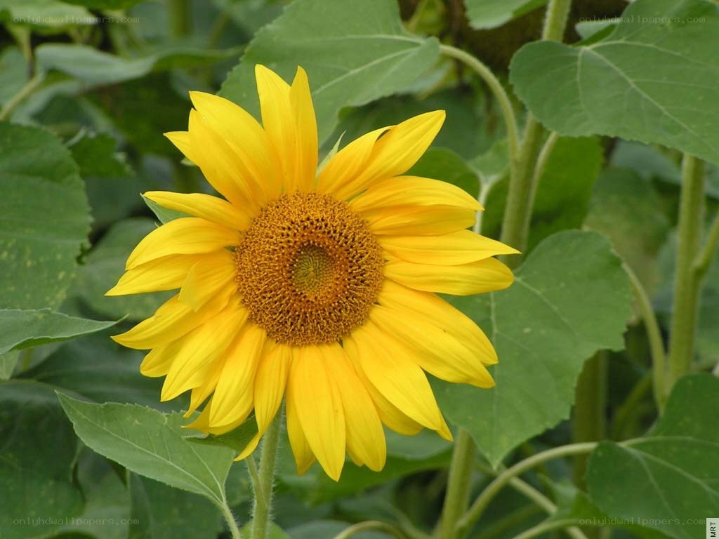 Sunflower in a field