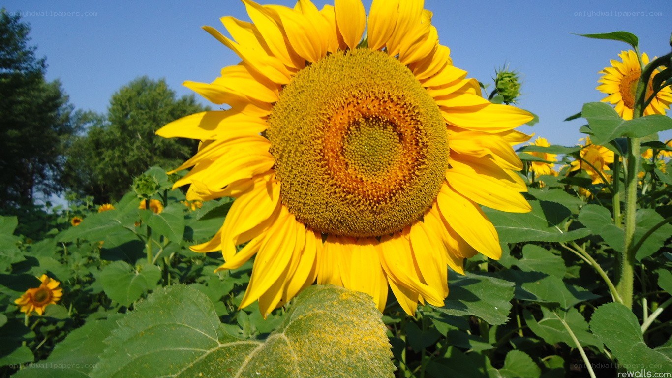 Sunflower in a field