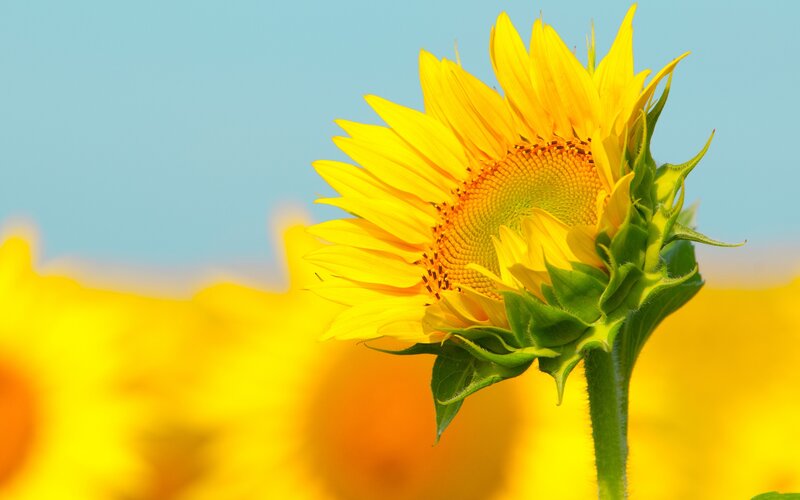 Sunflower in a field