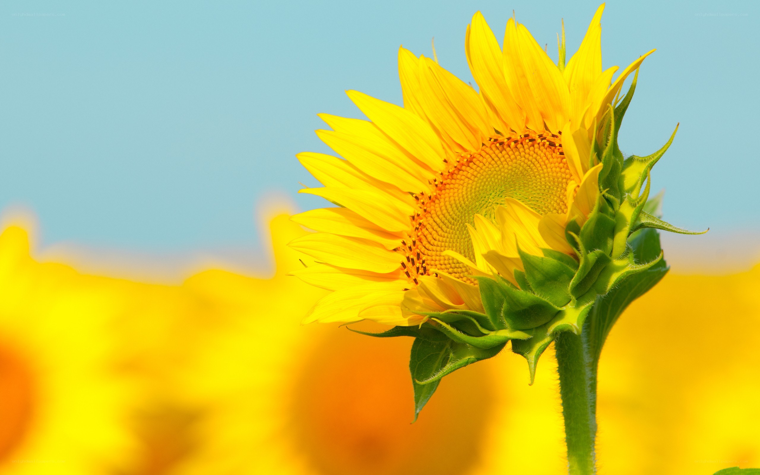 Sunflower in a field