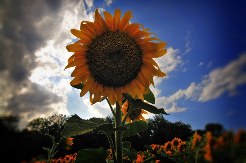 Sunflower in a field