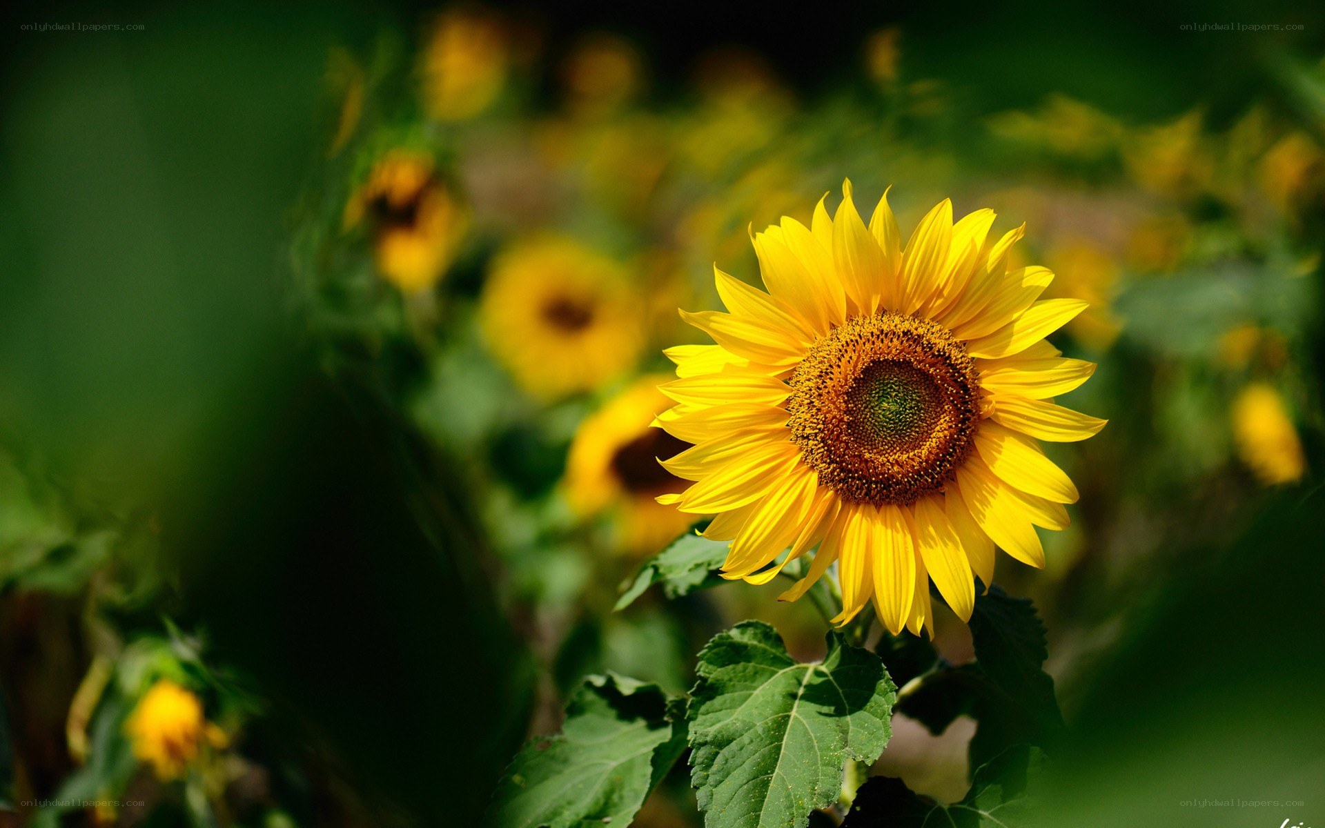 Sunflower in a field