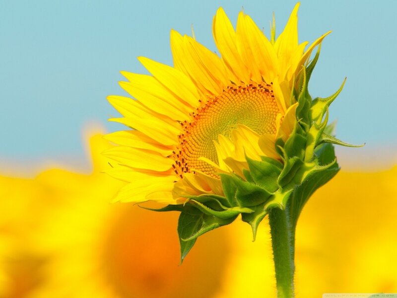 Sunflower in a field