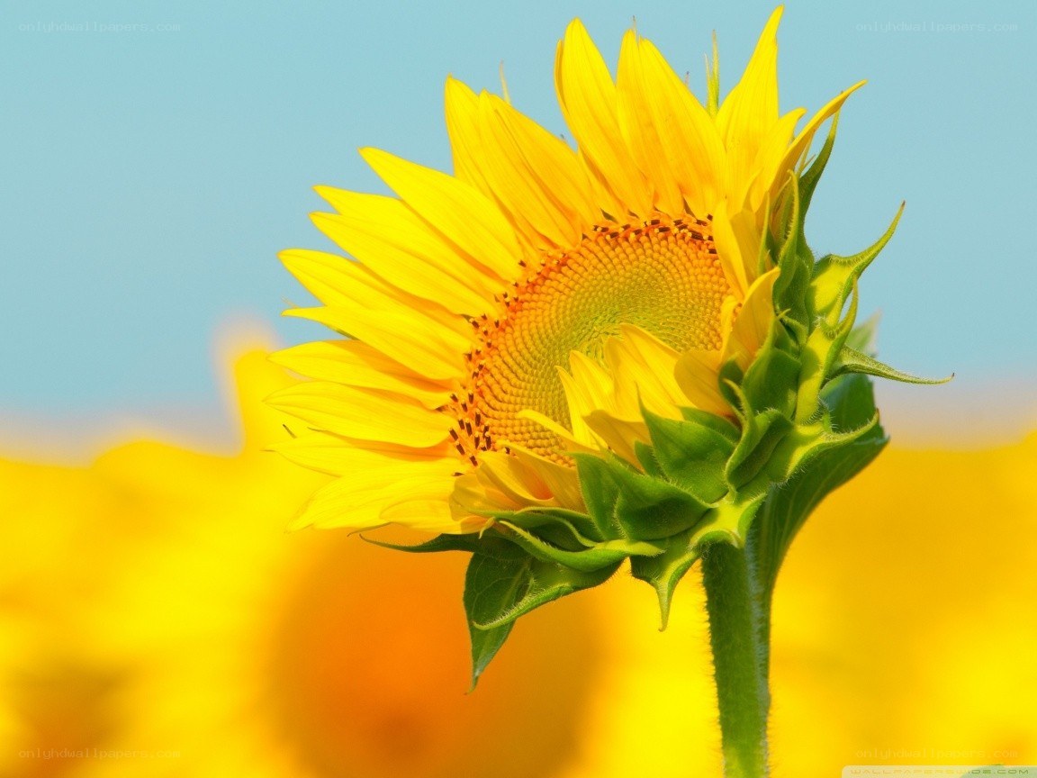 Sunflower in a field