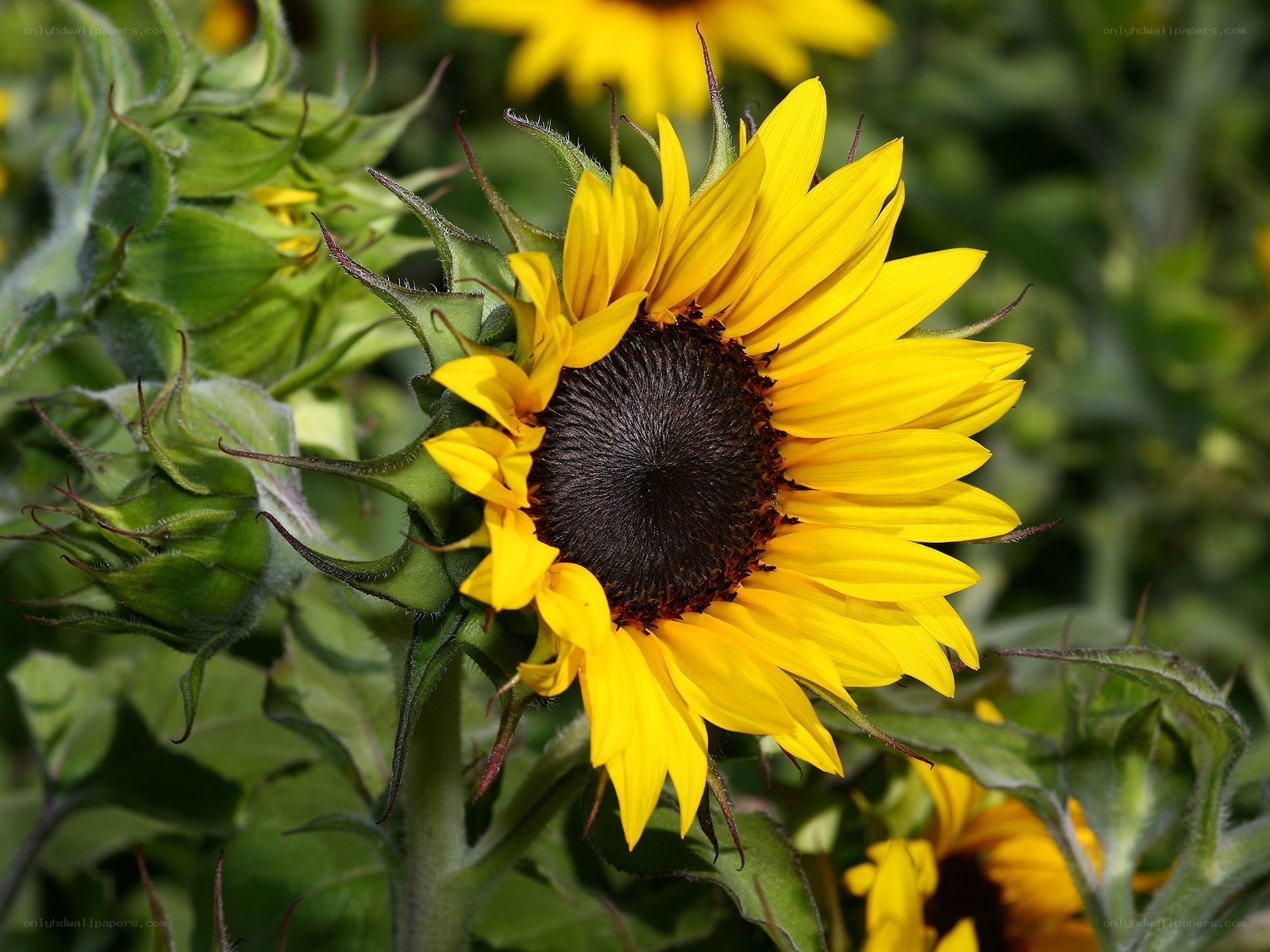 Sunflower in a field