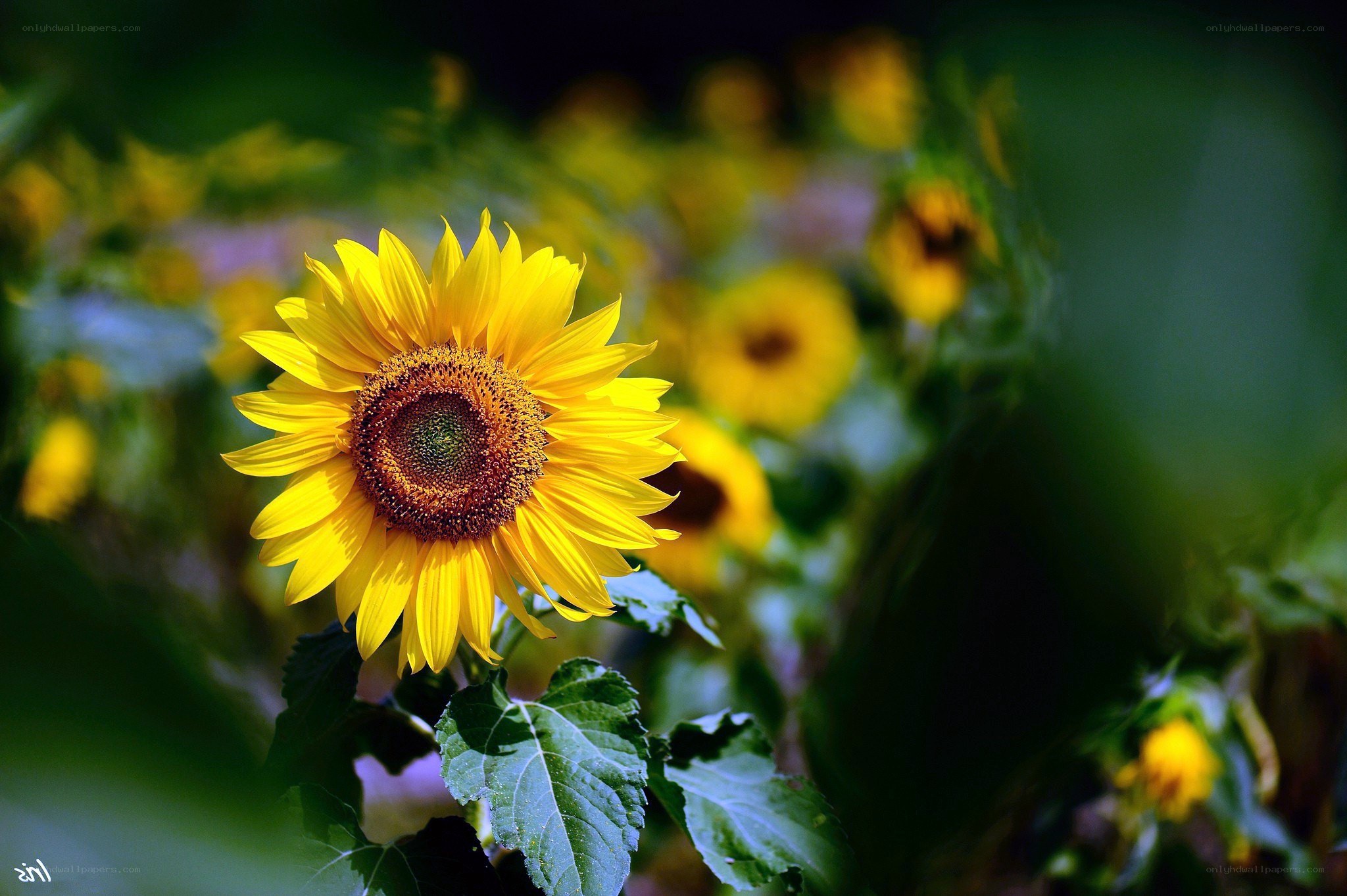 Sunflower in a field