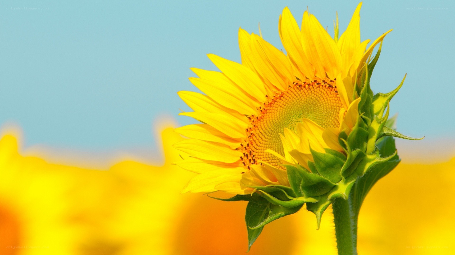 Sunflower in a field
