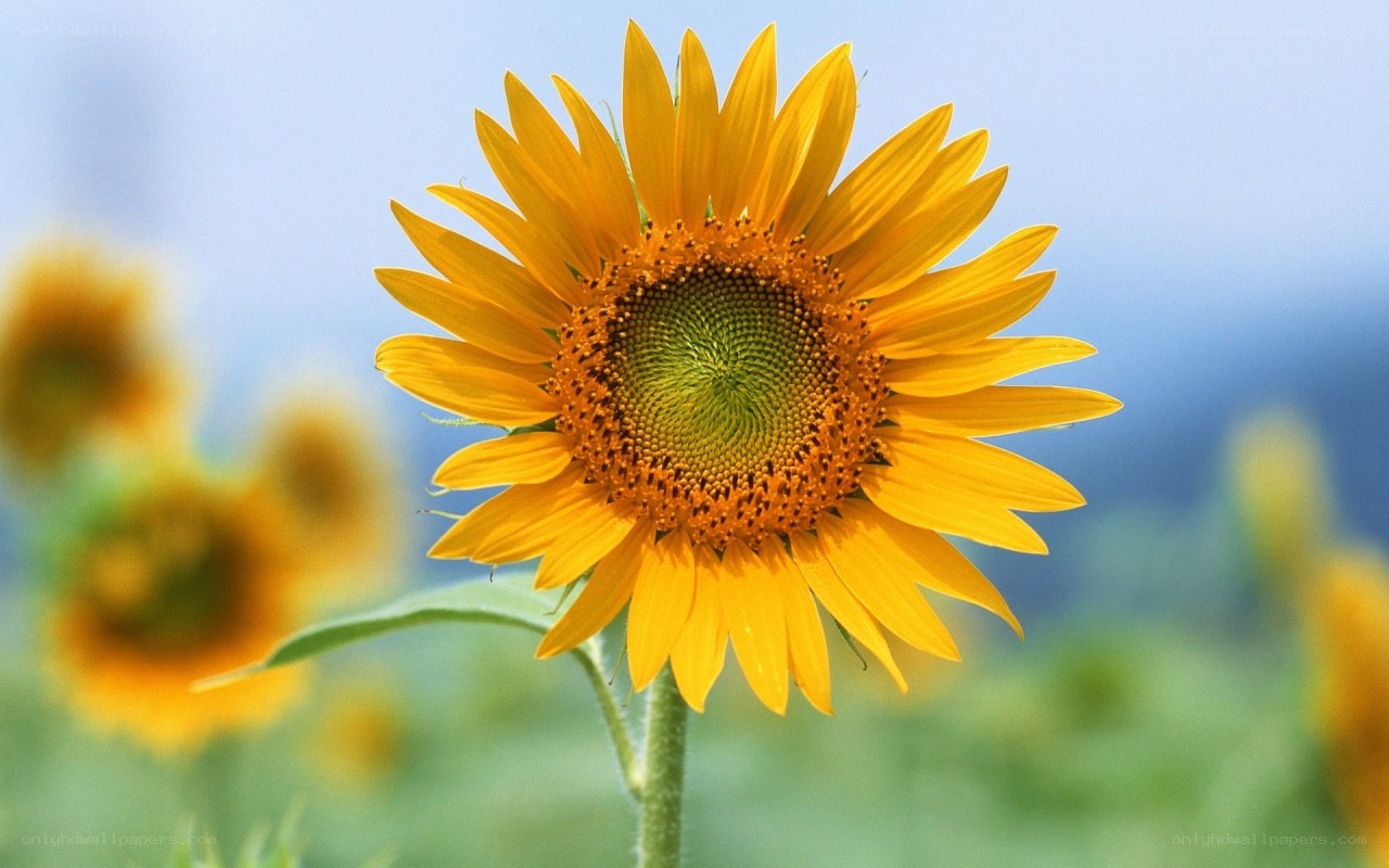 Sunflower in a field