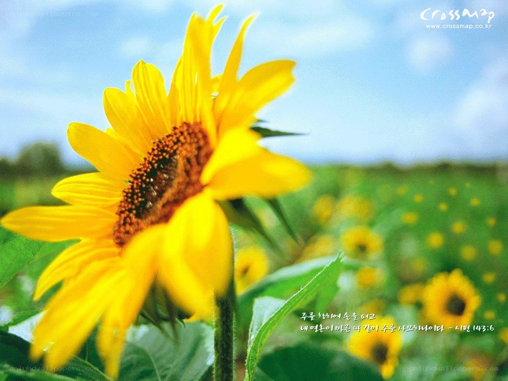 Sunflower in a field