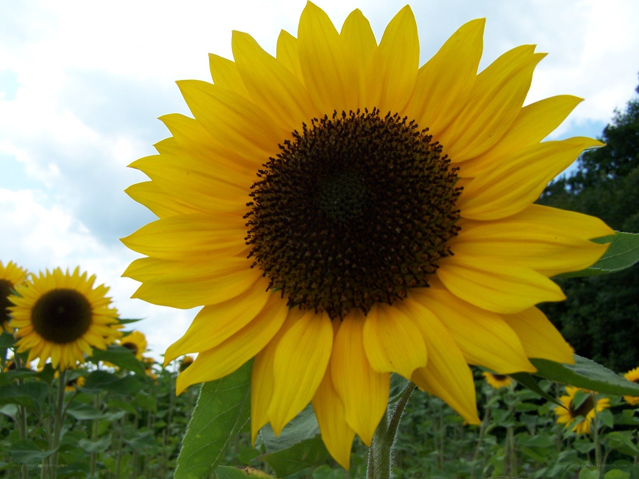 Sunflower in a field