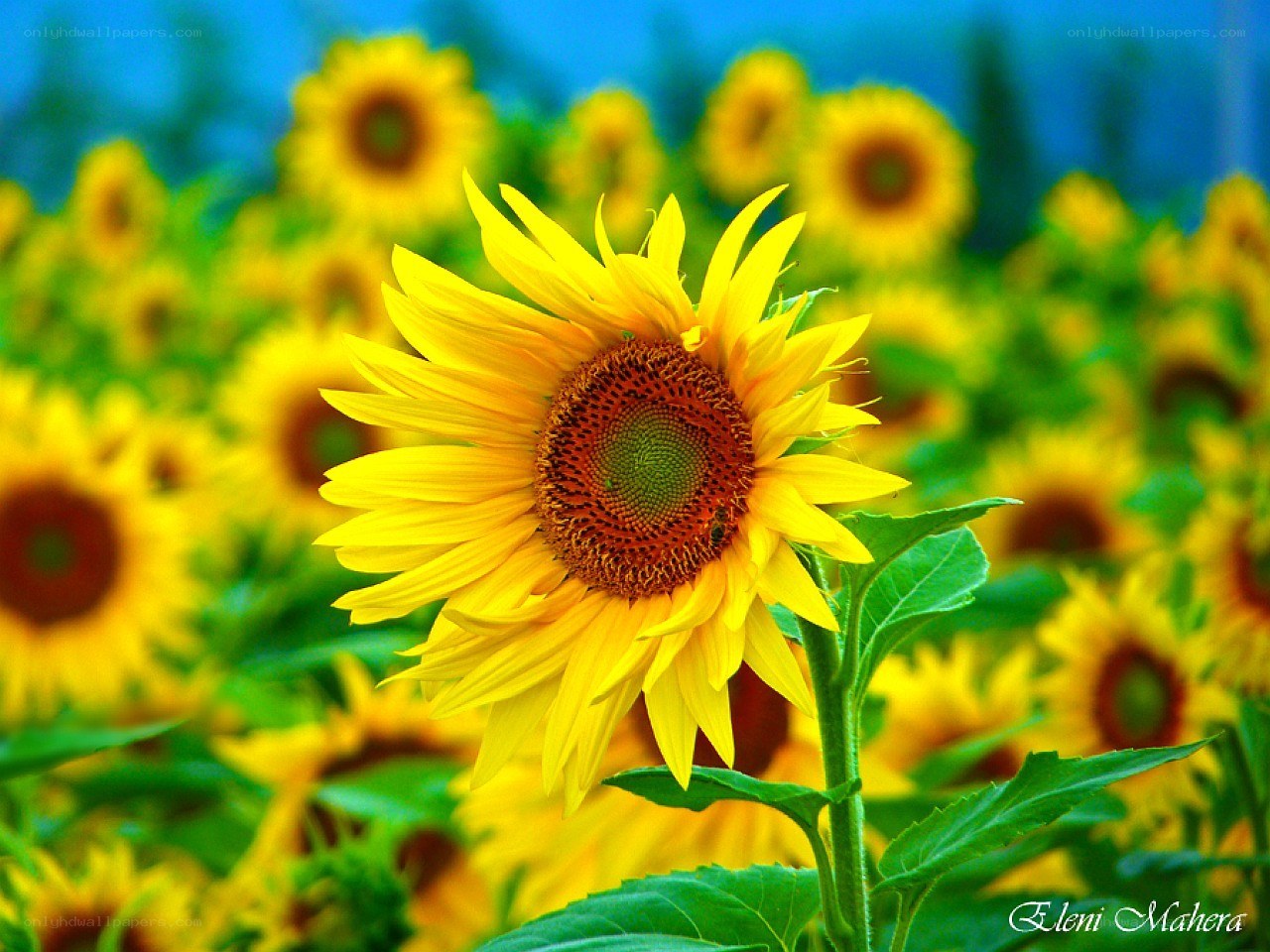 Sunflower in a field