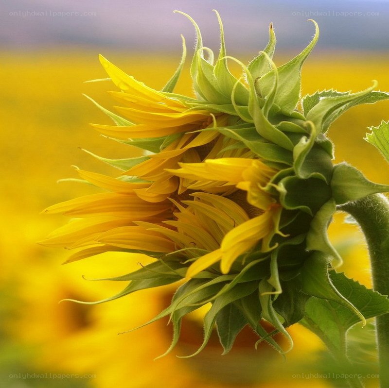 Sunflower in a field