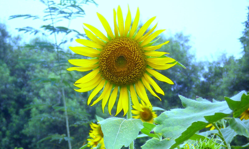 Sunflower in a field