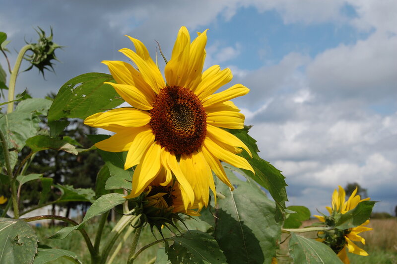 Sunflower in a field